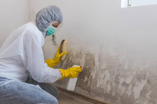 Best Mold Remediation for Healthcare Facilities  in Willow Oak, FL