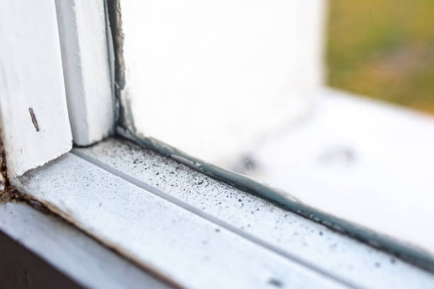 Best Biohazard Mold Removal  in Willow Oak, FL