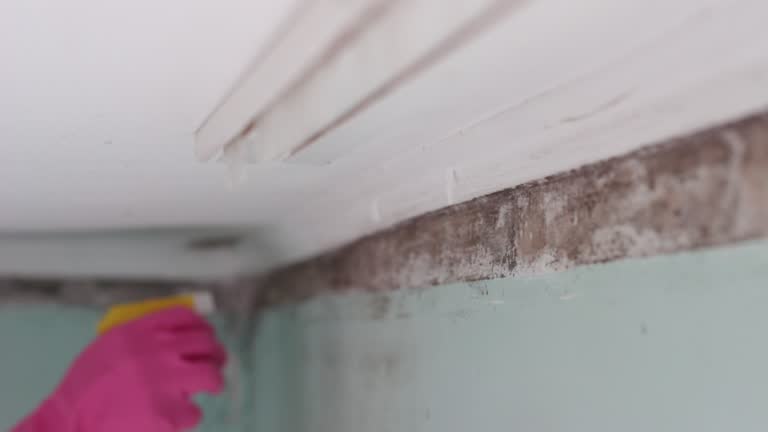 Environmental Consulting for Mold Prevention in Willow Oak, FL