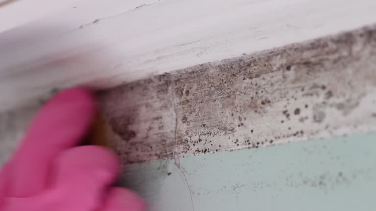 Best Air Quality Testing for Mold Spores  in Willow Oak, FL